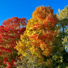 Colorful Trees