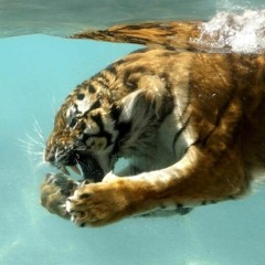 Hakan Akkus - I Can't Be