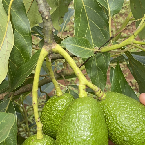 Hass Avocado Farming Challenges and Lessons Learnt.mp3
