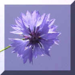 pastoria - cornflower #ILYEXCLUSIVE