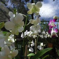 10.02.2022 - Cap. IX - Bem Aventurados os Mansos e Pacíficos - A Cólera (4)