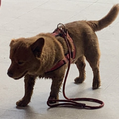 if_u (prod. ALLSOPP)