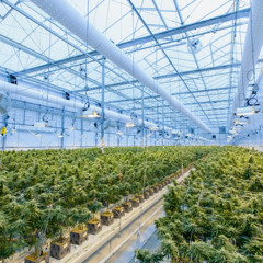 Cannabis als Medizin frei vom Stigma: tetrapy