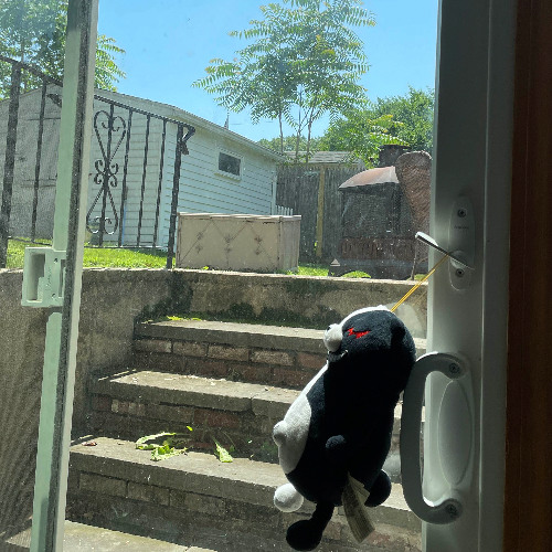 the cat's outta the bag