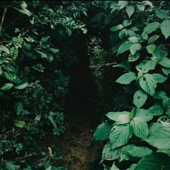 ficus