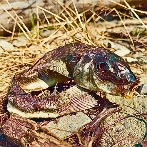 Skvishd
