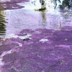 Purple Algae