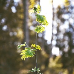 Hengitysharjoitus ja meditaatio sydämen valoon