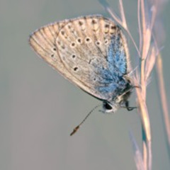 Final Dance Of The Butterfly         {Gina Wood & Jacques Lemaire}