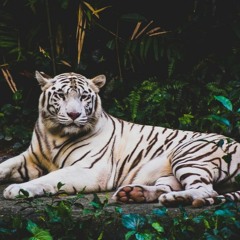 White Tiger (SamPaterson House)