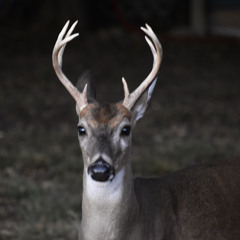 Sick (acoustic demo)