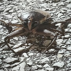 B is for Belomostidae