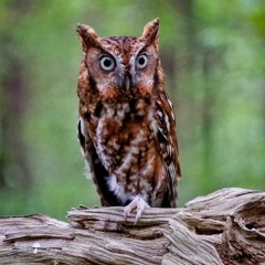 Eastern Screech-Owl at night -- Catoctin Mountain National Park, Maryland, U.S.A.