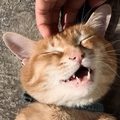 Summer Ecstasy (2003)