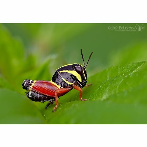 HK_Calm-&-Steady_tracks_234