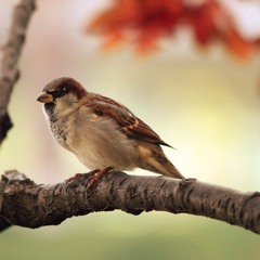 Sparrow