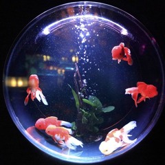 Fish Bowl