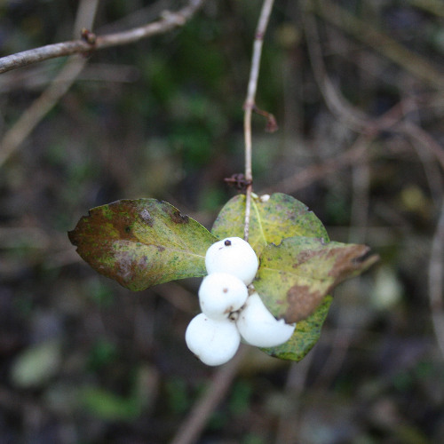 Bishop Bgriggs - Dead Man`s Arms (Minupren Freemix)