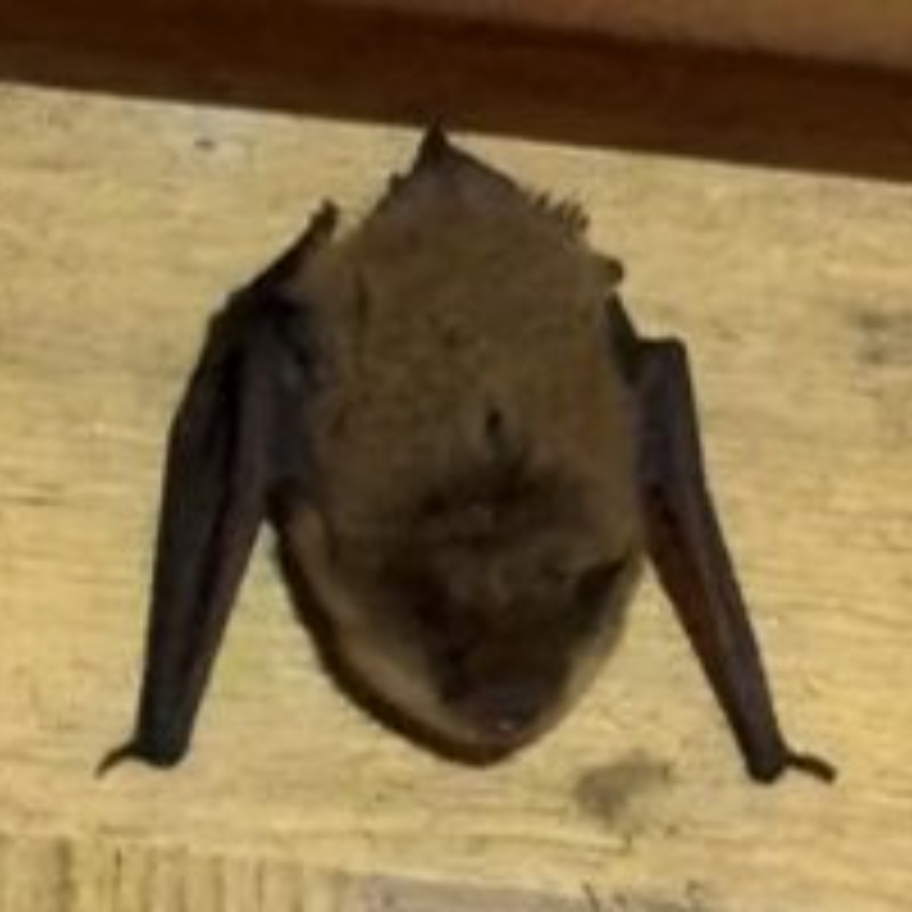 BYU-Idaho's Wildlife Society partners with IF Zoo for bat research episode artwork