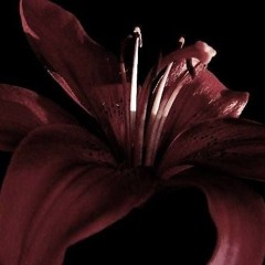 стейли насосало