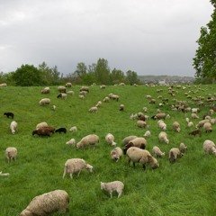 ANMLFarm, Flock of Sheep, Gras Field, Lambs, Munching, Germany, Zoom H1n_2