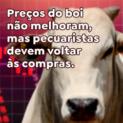 Preços do boi não melhoram, mas pecuaristas devem voltar às compras