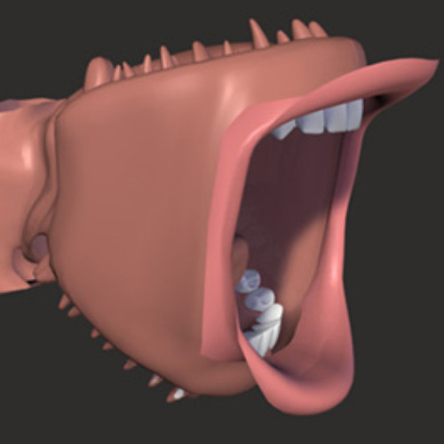 Mouthside Experience