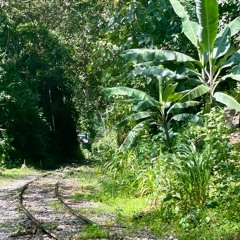 ⥁ Release the Reptiles ⥁