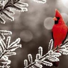 Songbird- McDoniels-Easterling Co-write