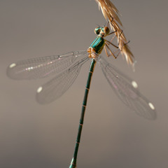 Damselfly - Feat. Reckoner27 On Cello