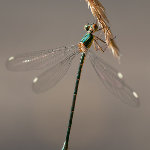 Damselfly - Feat. Reckoner27 On Cello