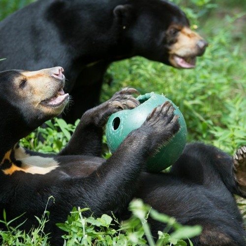 Stream Ep 146 Free the Bears with Matt Hunt by Talk Travel Asia