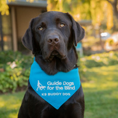 K9 Buddy Curriculum - Marketing and Communications