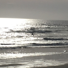greenland shark - curvy street