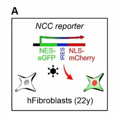 NEW STUDY: Discovery of Chemical Means to Reverse Aging and Restore Cellular Function