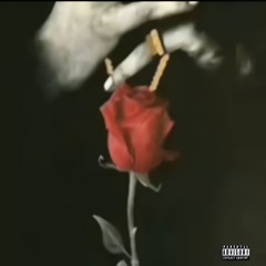 Mary's Rose