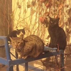 Les deux pieds dans le même soulier x Van Klopp & $hengRongGalaxy