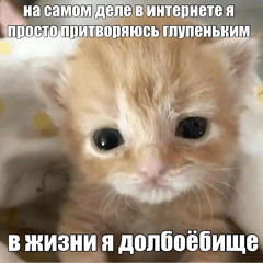 yumixx - котёнок speed