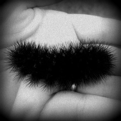Silly Caterpillar