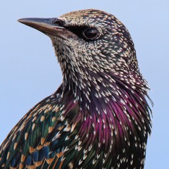 Starling Mimicry Song - MixPre - 3255