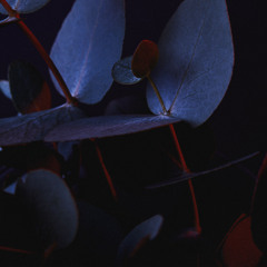 velvet night