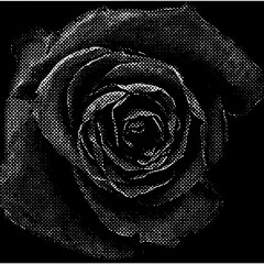 DEAD ROSES (HALLOWEEN THROW AWAY)