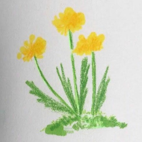 Dandelions