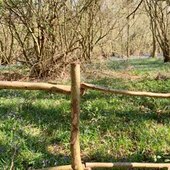 Birdsong Dawn Chorus 30sec BINAURAL