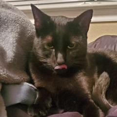 Coca Cola Lasagna is mad luxurious