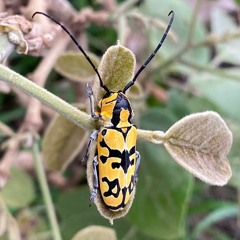 HK_Calm-&-Steady_tracks_165