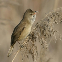 Great Reed Warbler's powerful, grinding song