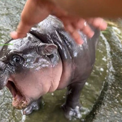 nle choppa bi-curious