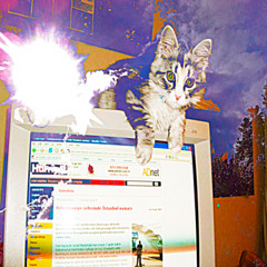 both of my cats died on the same day