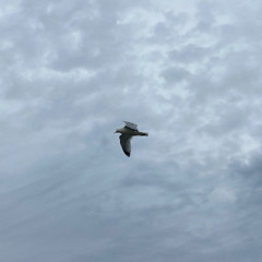 Bird Song 𓅯 voice memo @ rehearsal with my dad + uncles (Grateful Dead Cover)